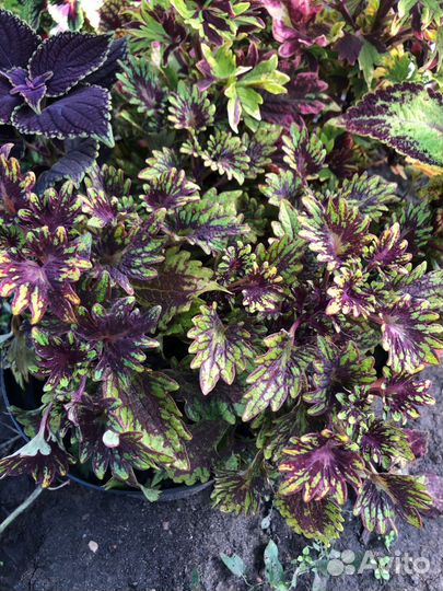 Колеусы 1 альбом