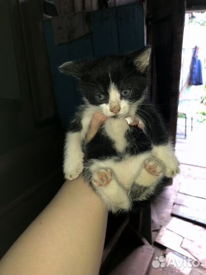 Котята в добрые руки бесплатно