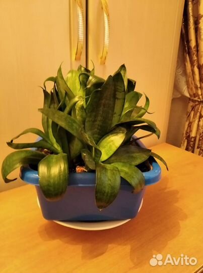 Комнатные цветы. Сансевьера и денежное дерево