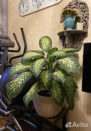 Диффенбахия