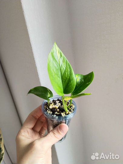 Эпипремнум золотистый