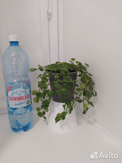 Пеперомия круглолистная (rotundifolia)