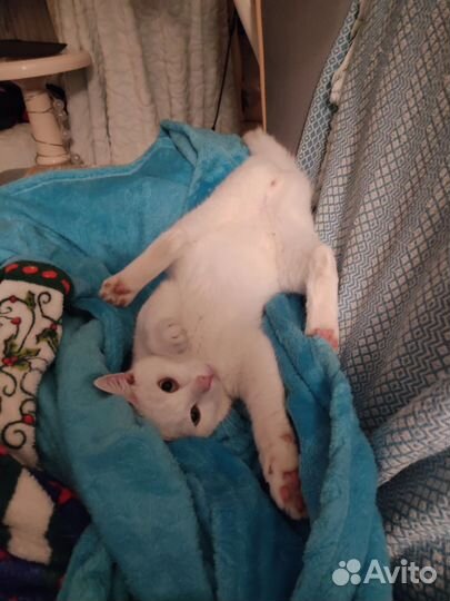 Кот мелок ищет дом