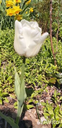 Луковицы тюльпанов смесь сортов