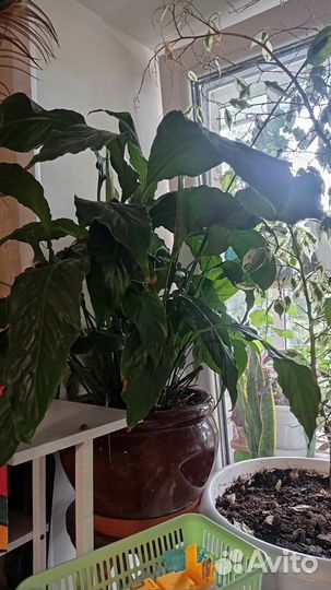 Замиокулькас