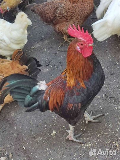 Декоративный петух и 2 курочки семья