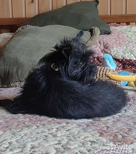 Мальчик Аффенпинчер