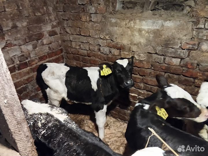 Телята бычки