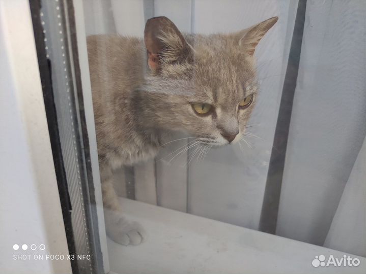 Красивая кошечка,брошена на улице
