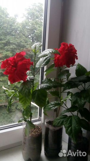 Гибискус махровый красный (Китайская роза)