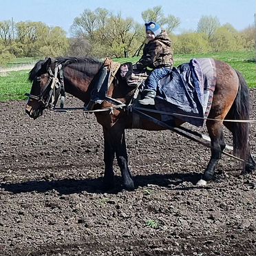 Лошадь