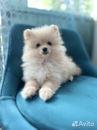 Щенки шпица