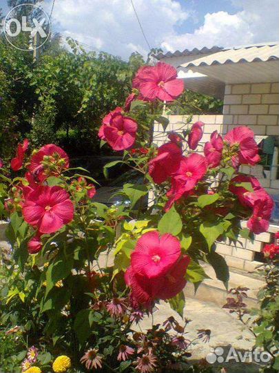 Гибискус травянистый крупный очень