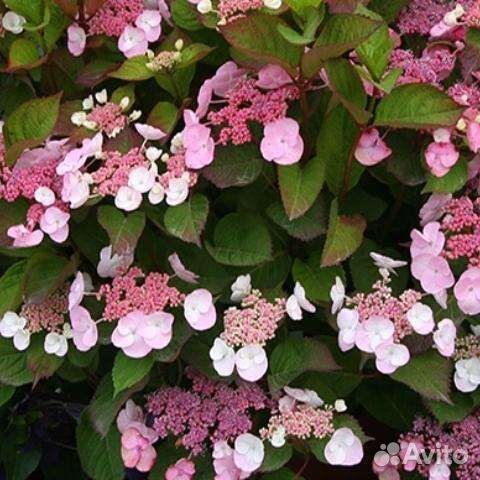 Гортензия крупнолистная 