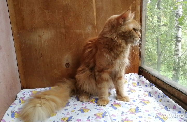 Кот мейн-кун в добрые руки