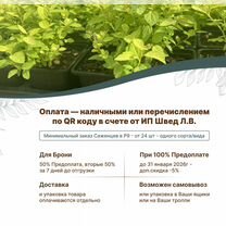 Саженцы Сосны / Сосна обыкновенная / Хвойные Саженцы Саженцы P9 зкс