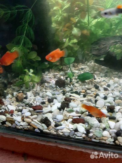 Пецилия красная, анциструс супер ред