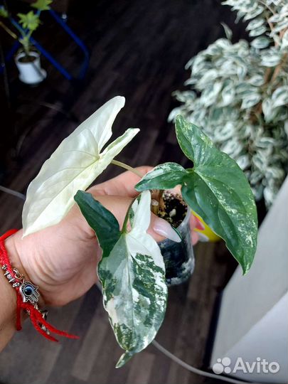 Коллекционные сингониумы