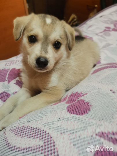 Собака ищет дом