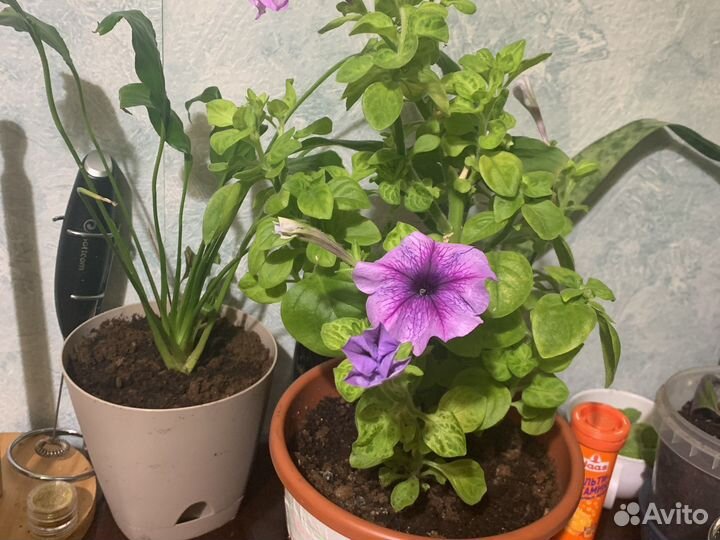 Рассада индийская мята