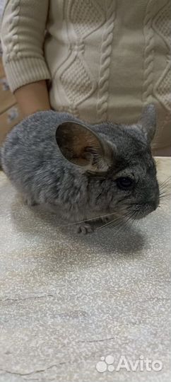 Морская свинка, скинни, кролики