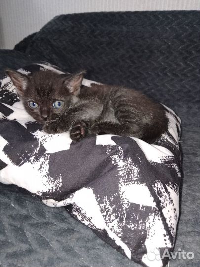 Кошечка ищет дом