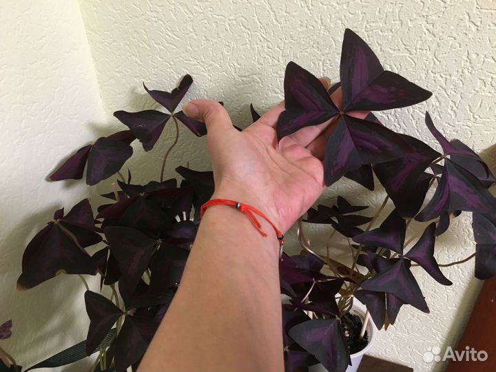 Кислица /Цветок счастья/ Бабочка/Оксалис кислица