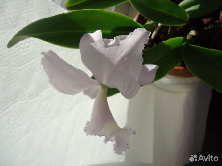 Каттлея и Бульб. ортосепалум-как Bulb phalaenopsis