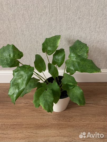 Калатея нетворк мозаика,цветы комнатные,растения