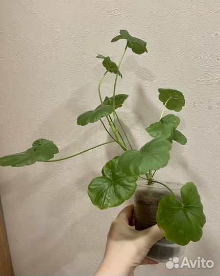 Пеларгония герань сортовая укорененный черенок