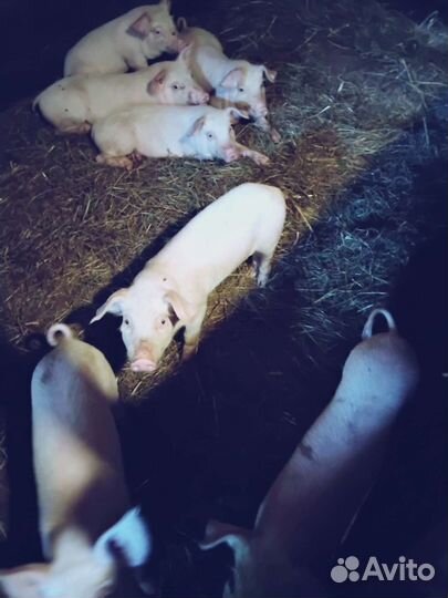 Поросенок ландрас