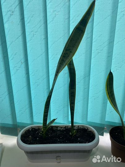 Сансевиерия или «Щучий хвост», фикус