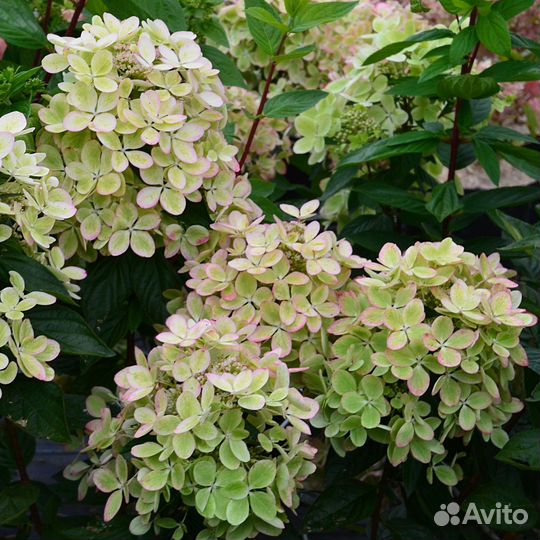 Гортензия метельчатая Пастел Грин