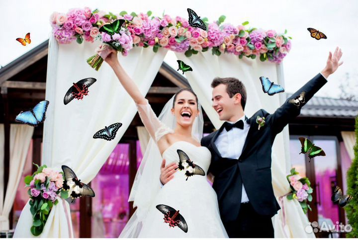 Салют из 20 Живых Тропических Бабочек с/б-29