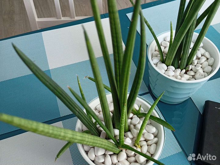 Сансевиерия цилиндрика