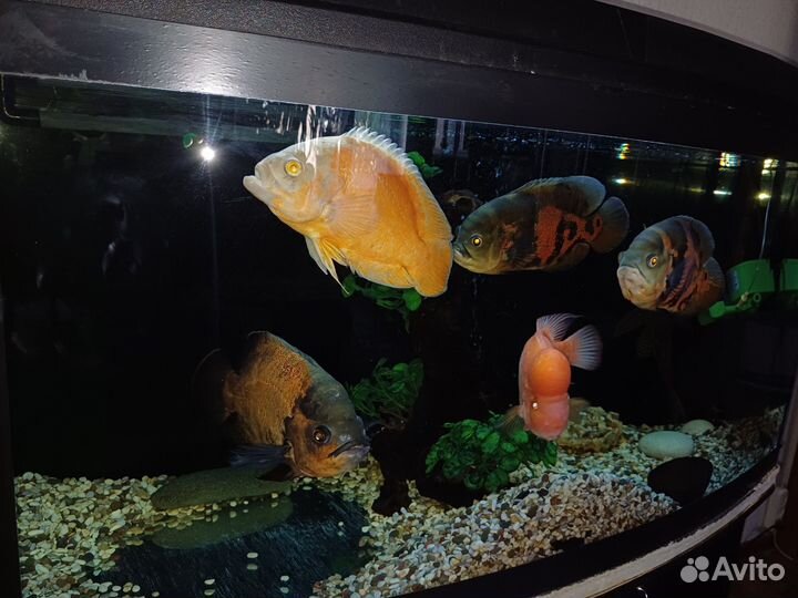 Аквариумные рыбки
