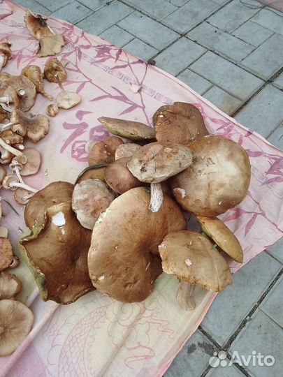Грибы опята