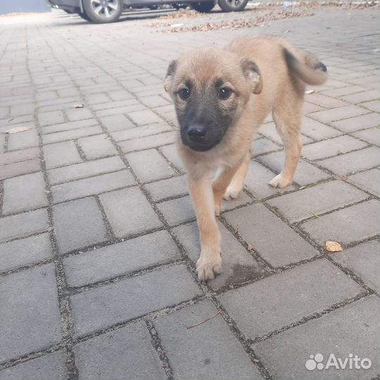 Щенок в добрые руки