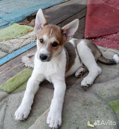 Метис лайки