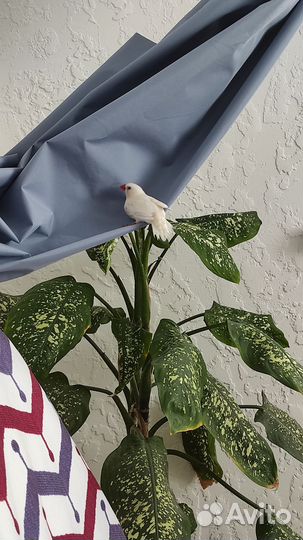 Самец зебровой амадины, Мармазет