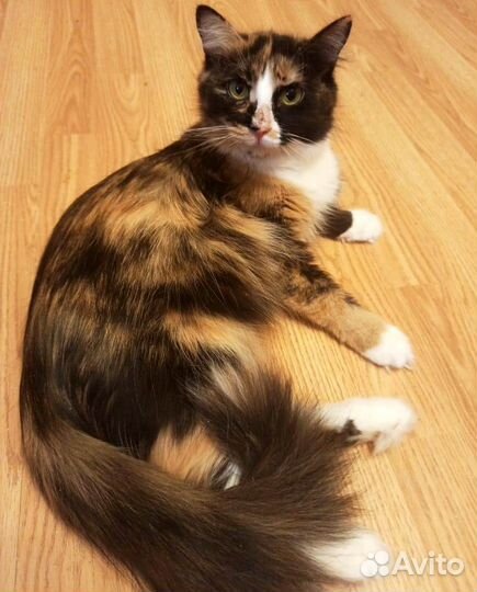 Ариша, примерно, 2-3 года в добрые руки