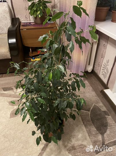 Фикус бенджамина