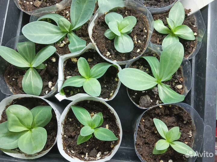 Рассада эустомы