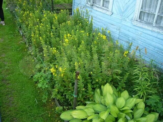 Дача 17 м² на участке 6 сот.