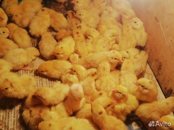 Яйцо перепела