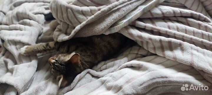 Отдаем кошку