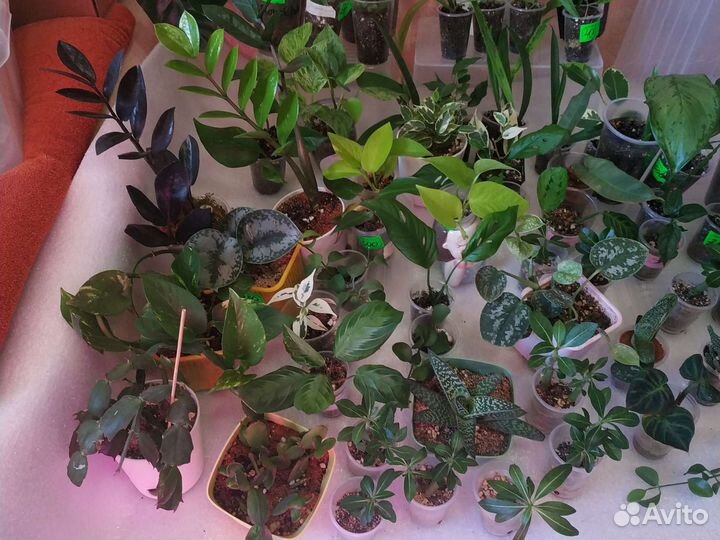 Излишки сортовых растений для коллекции