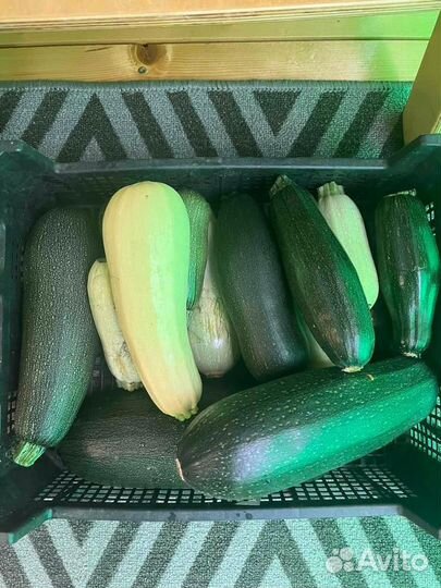 Кабачки и патиссоны домашние