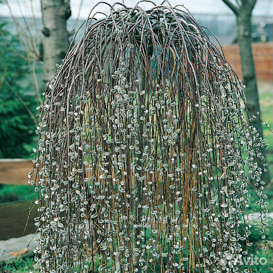 Ива Козья Пендула