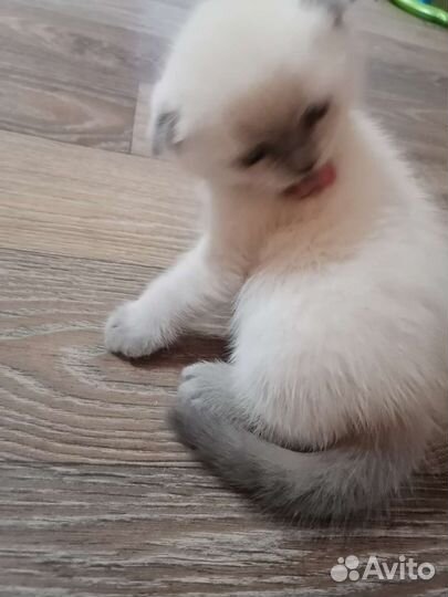 Кошки